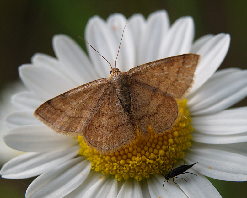 Scopula rubiginata